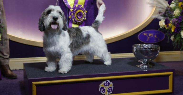 Petit Basset Griffon Vendéen: 10 Facts About The Best In Show Breed