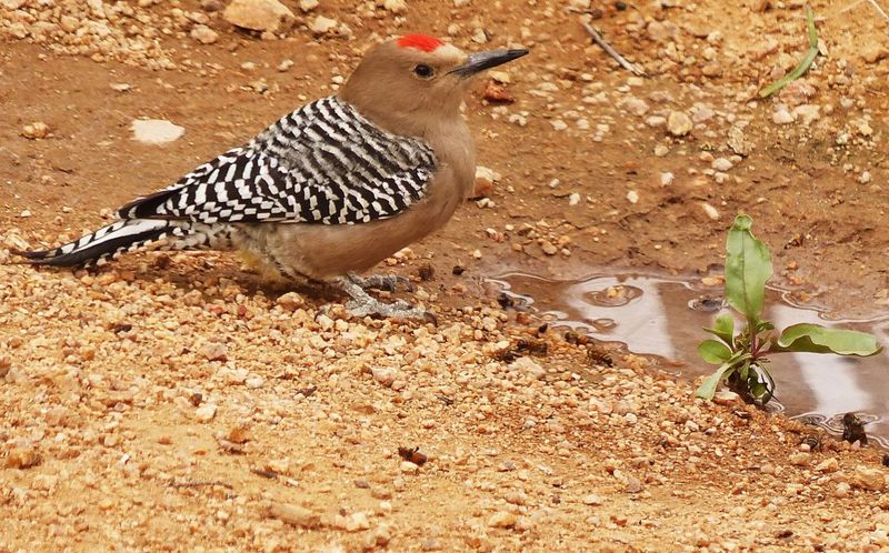 Gila Woodpecker