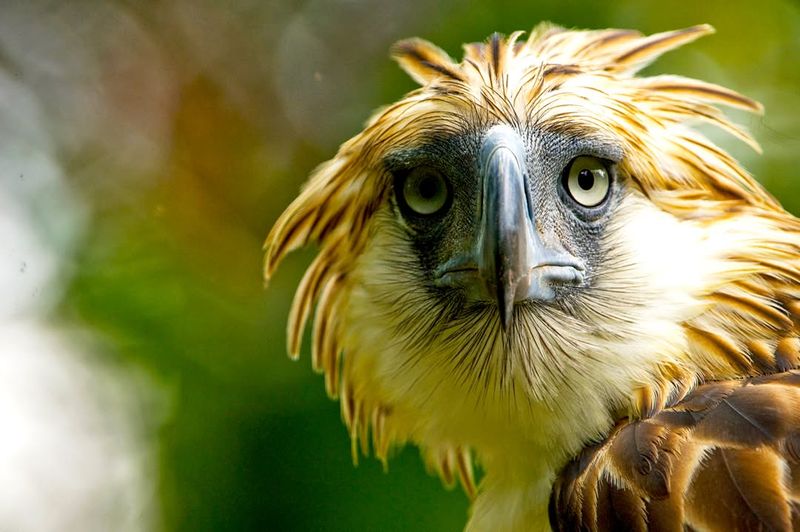 Philippine Eagle