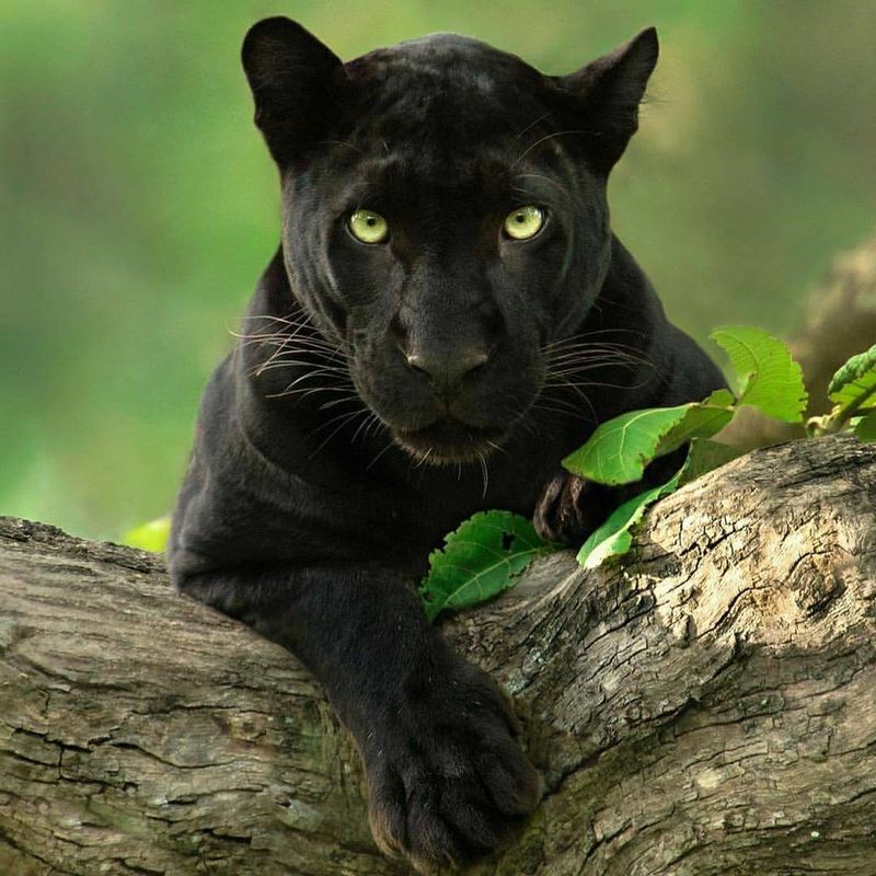 Species – Same Look, Different Big Cats