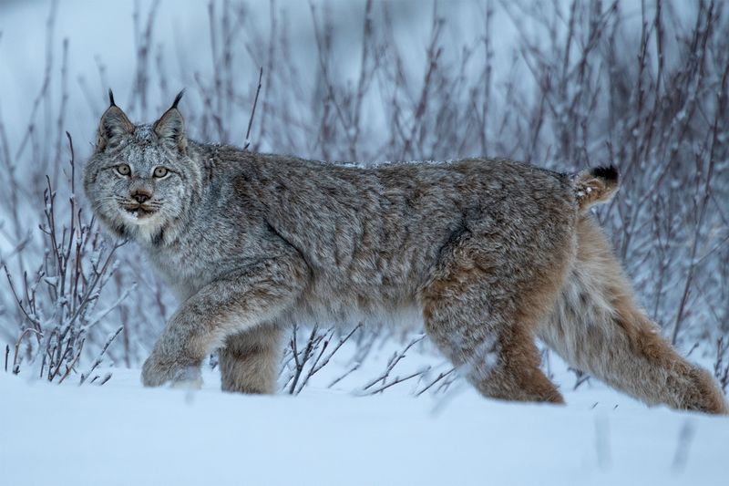 Habitat Range: From Boreal Forests To Scrublands