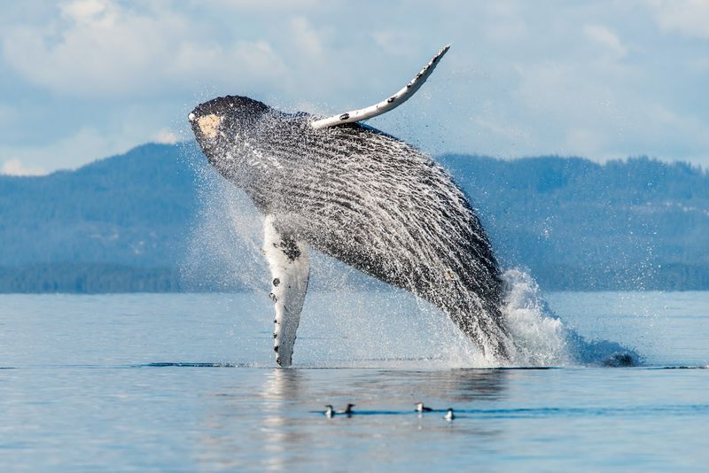 Saguenay – St. Lawrence Marine Park, Québec, Canada