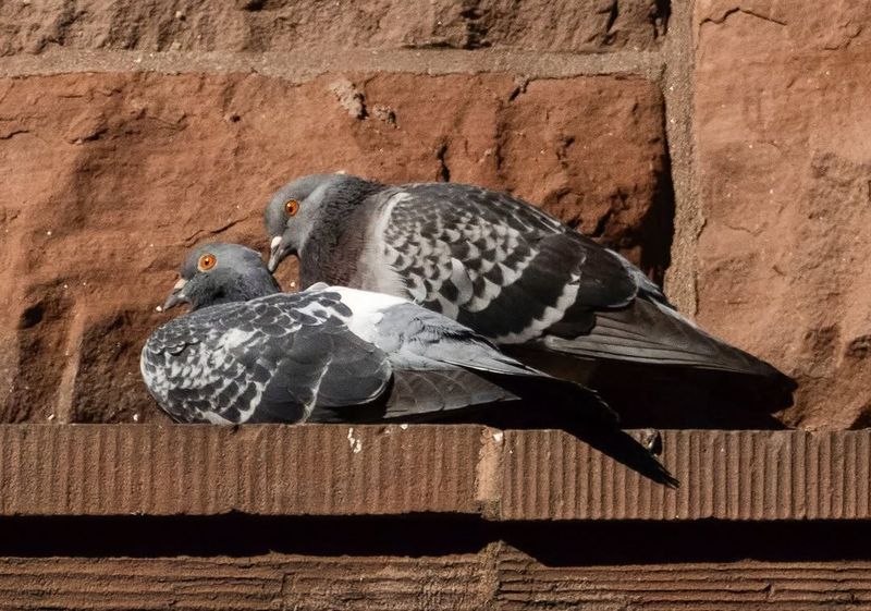 Pigeons
