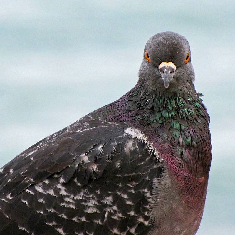 Pigeons
