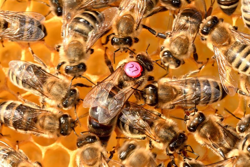 Honeybees' Dance Communication