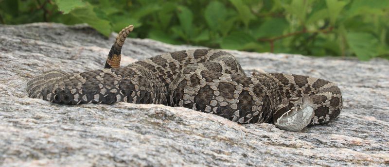 Massasauga Rattlesnake