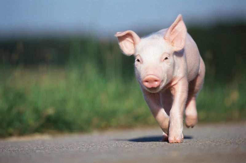 Pigs