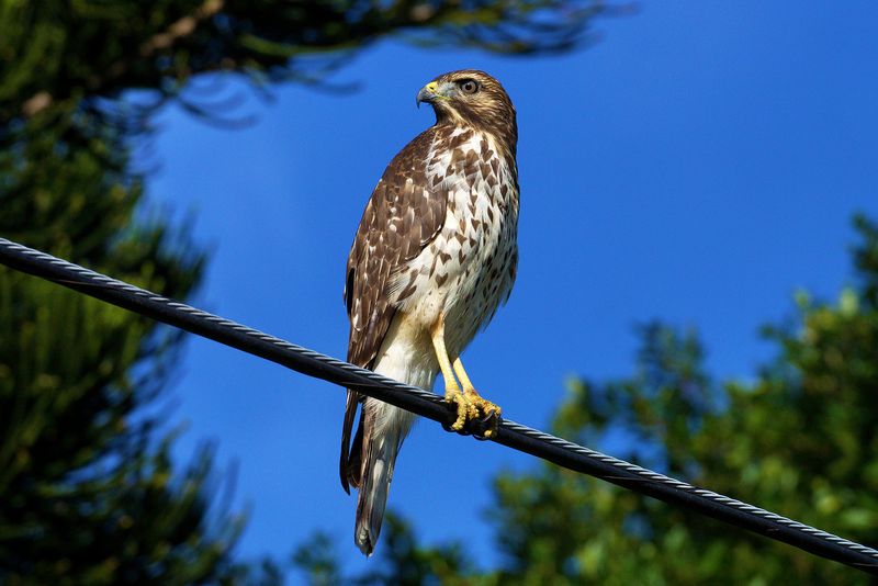 Broad-winged Hawk