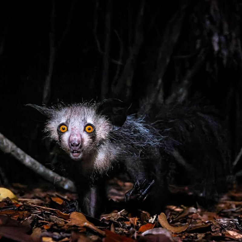 The Aye-Aye, A Bizarre Nocturnal Primate