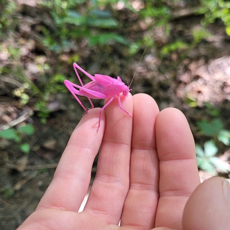 Pink Katydid