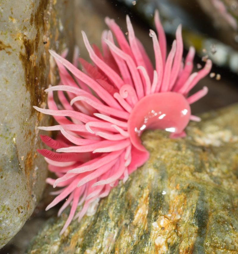 Pink Nudibranch