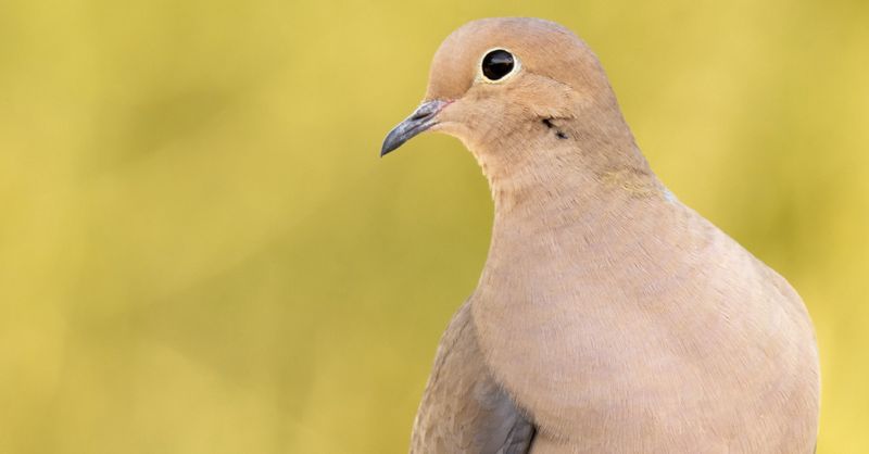 Dove