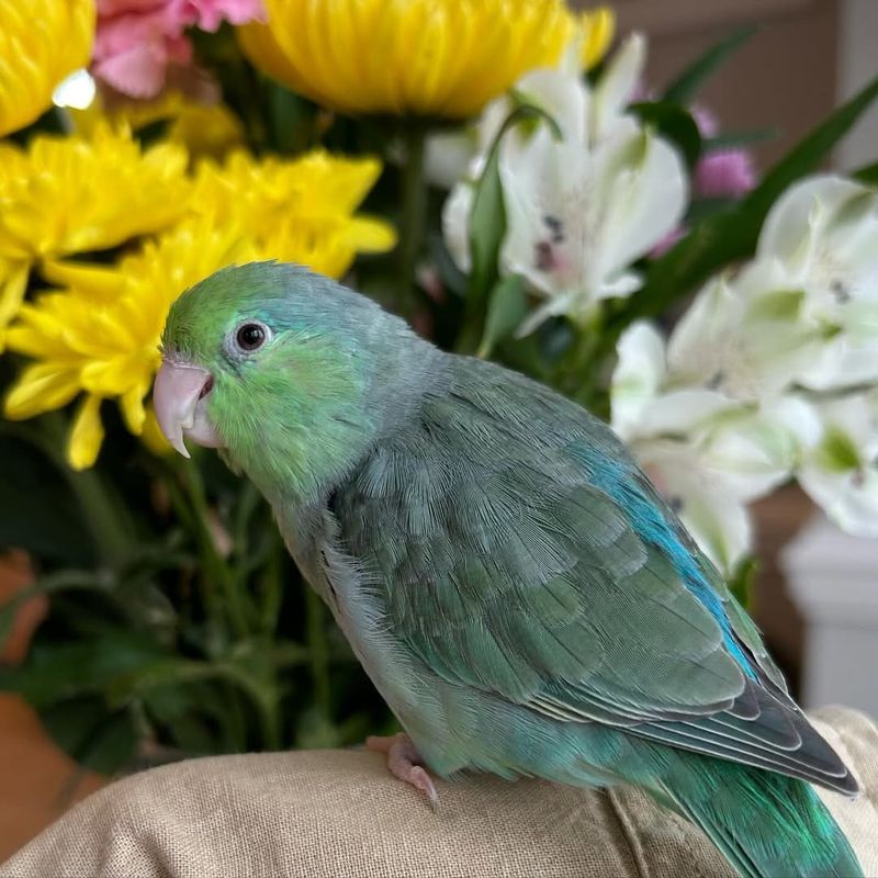 Parrotlet