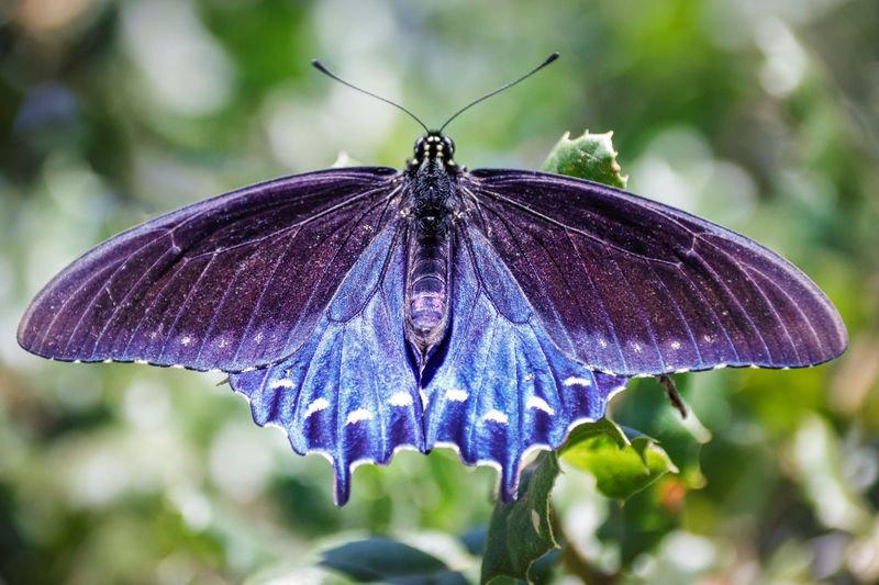 Pipevine Swallowtail