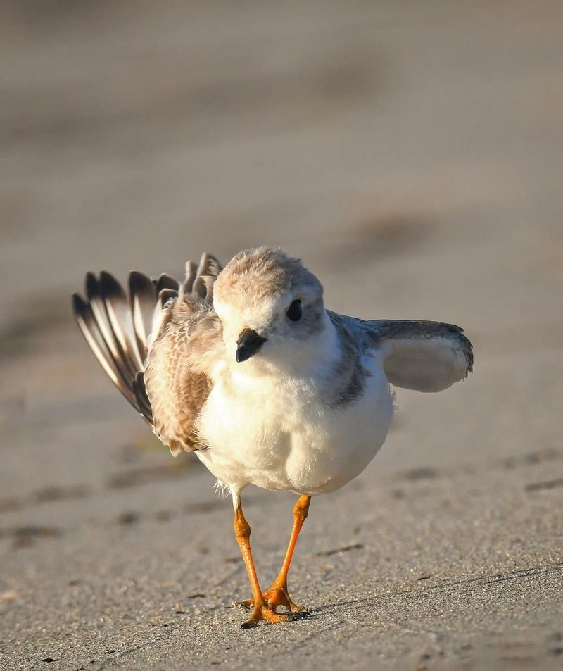 Piping Plover