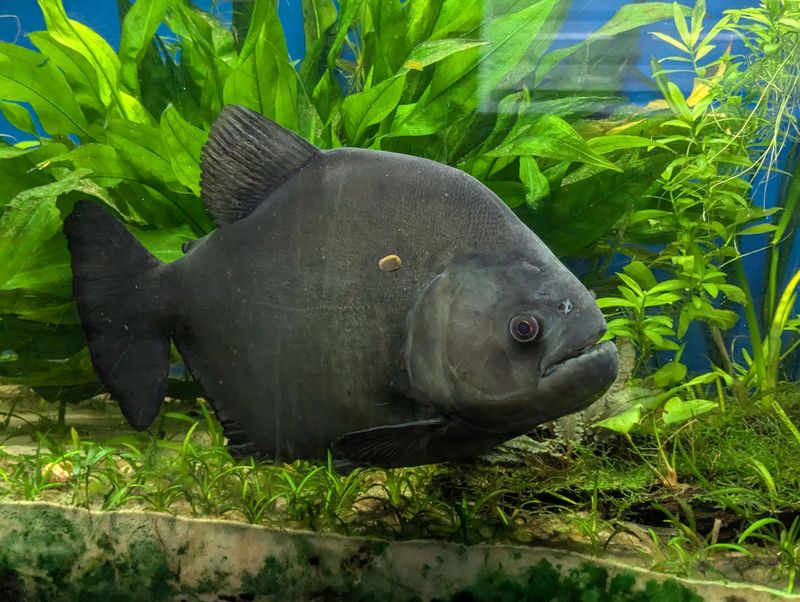 Piranhas Have No Ecological Benefits
