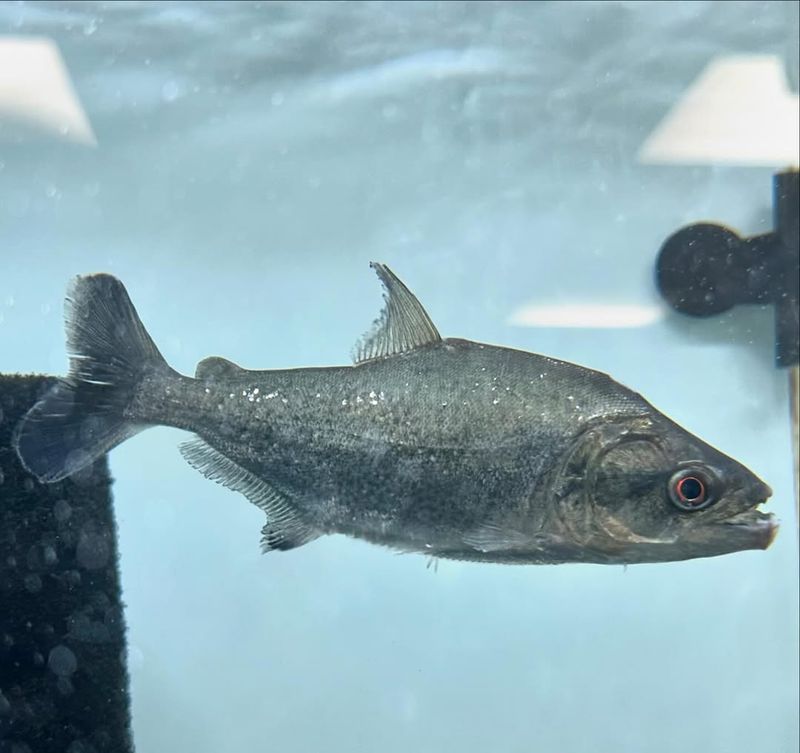 Piranhas Are A Modern Species