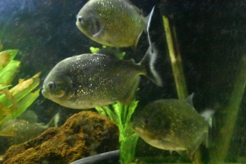 Piranhas Can Strip A Cow To The Bone In Minutes