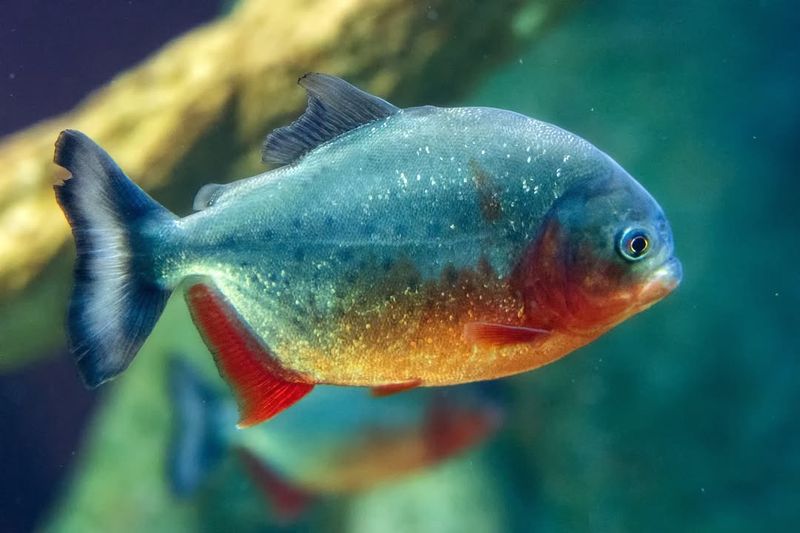Piranhas Always Attack In Large Groups