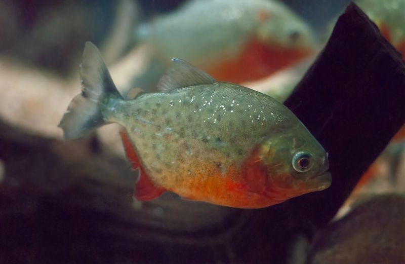 All Piranhas Are Carnivorous