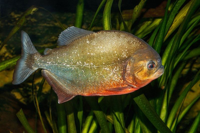 Piranhas Are Apex Predators