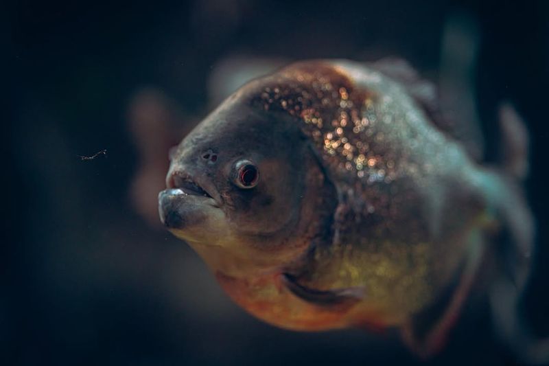 Piranhas Are Huge Fish