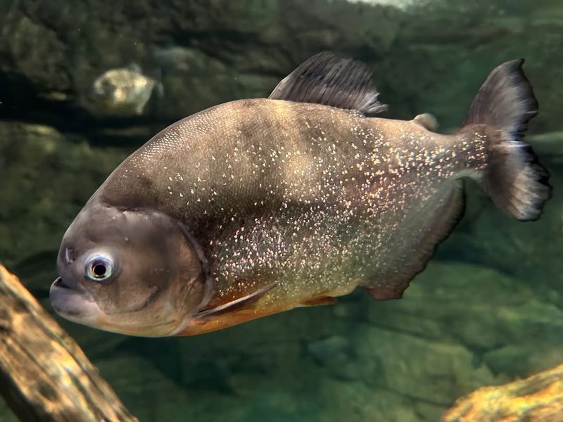 All Piranhas Look The Same