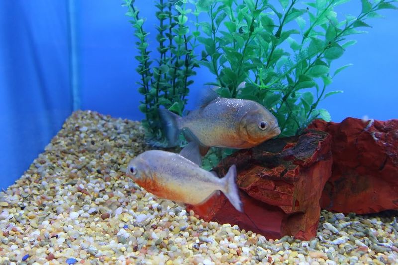 Piranhas Hunt In Organized Packs