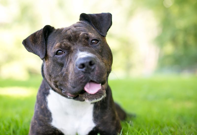 Pit Bull Terrier