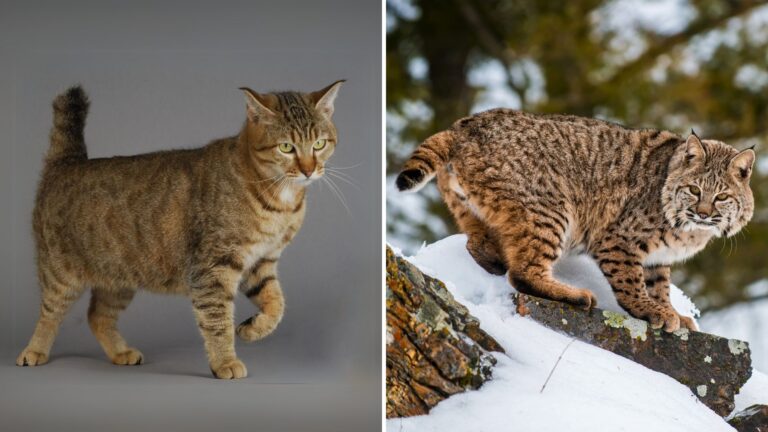 Pixie-Bob Cat Domestic Feline Rumored To Have Wild Ancestry
