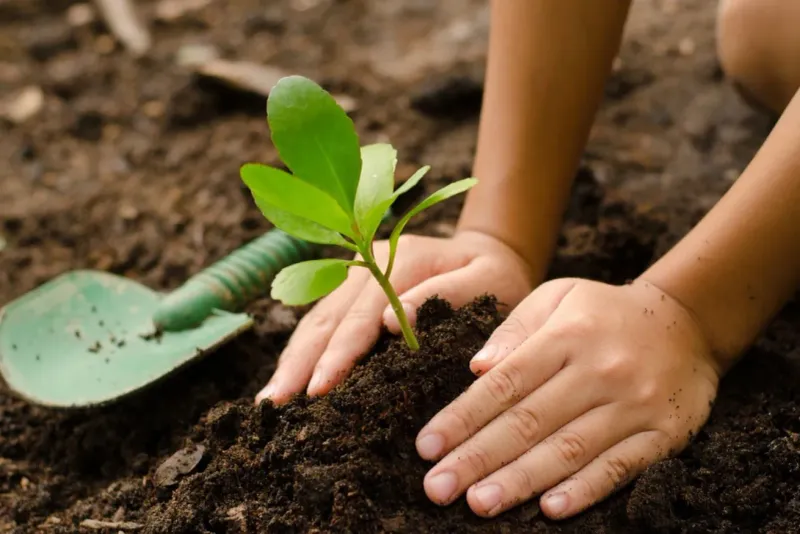 Plant A Tree Or A Flower