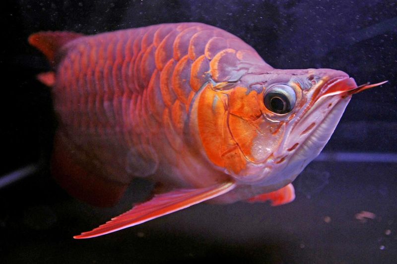 Platinum Arowana