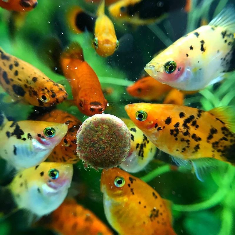 Platy Fish