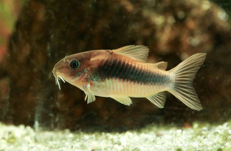 Corydoras Catfish