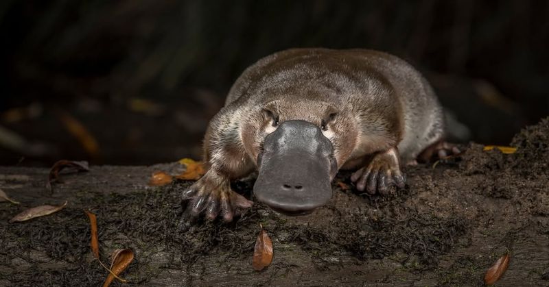 Platypus