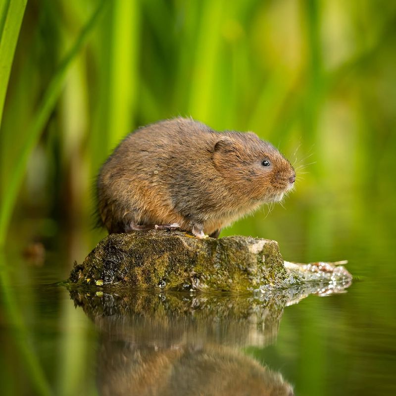 European Water Vole