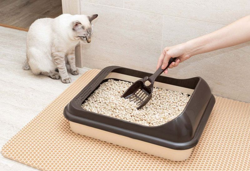 Litter Box Maintenance