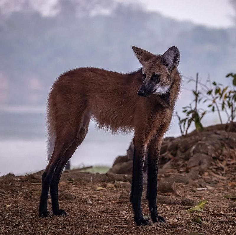 Maned Wolf As Fox