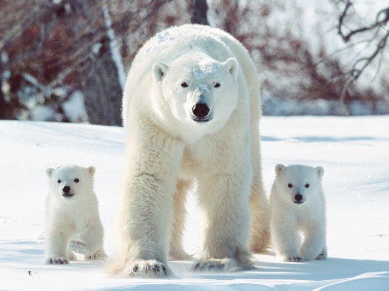 Polar Bear