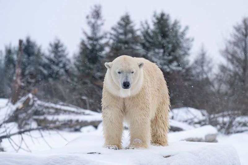 Polar Bear