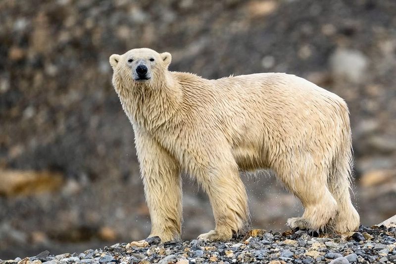 Polar Bear (Ursus Maritimus)