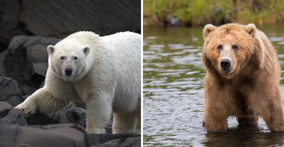 Polar Bear Vs Kodiak Bear: 7 Key Differences