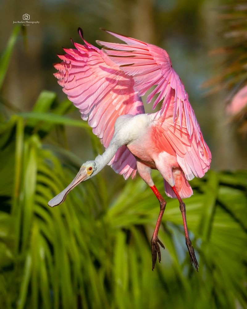 Roseate Spoonbill