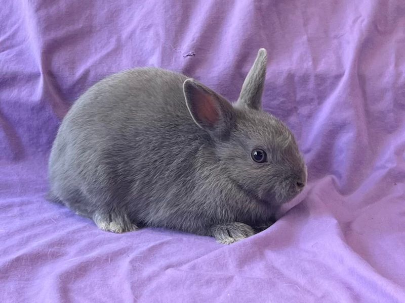Polish Rabbit