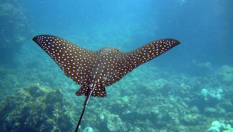 Polka Dot Stingray