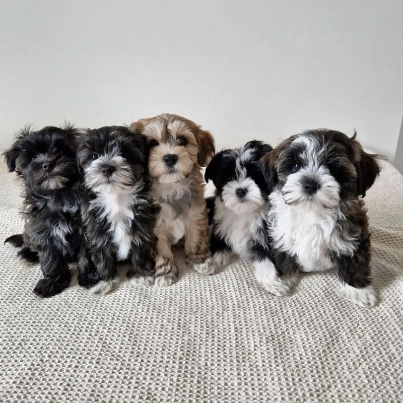 Havanese