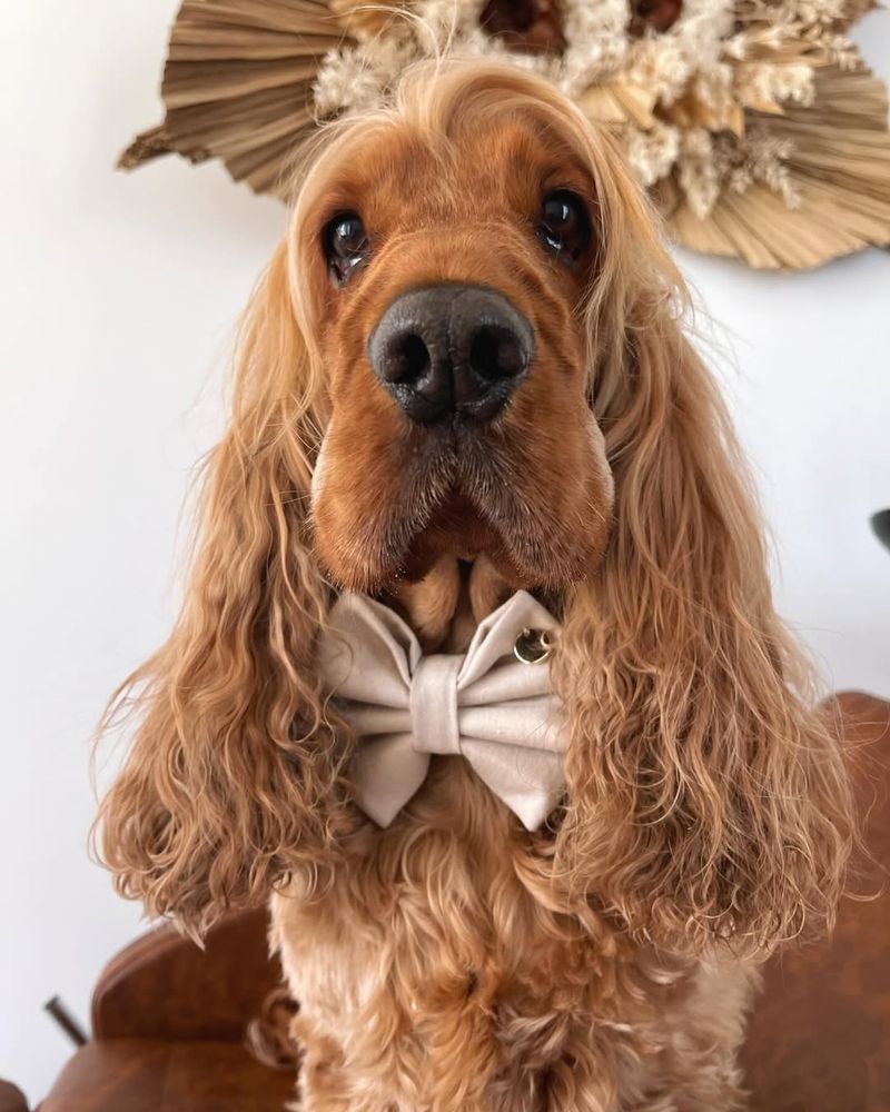 Cocker Spaniel