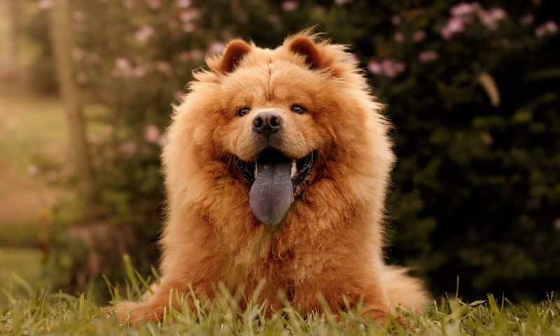 Chow Chow