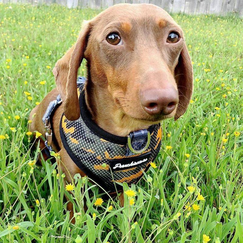 Dachshund