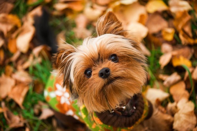 Yorkshire Terrier